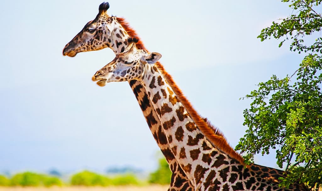 best time to visit africa