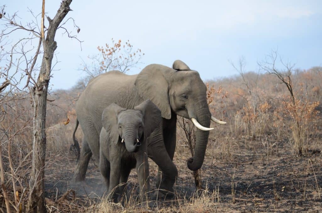 selous national park