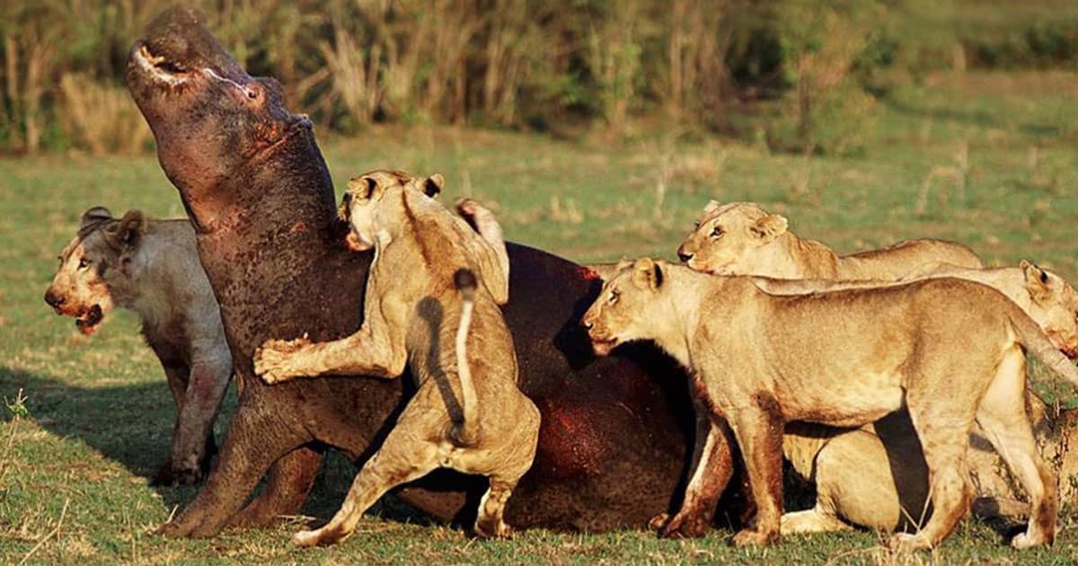 Mikumi national park