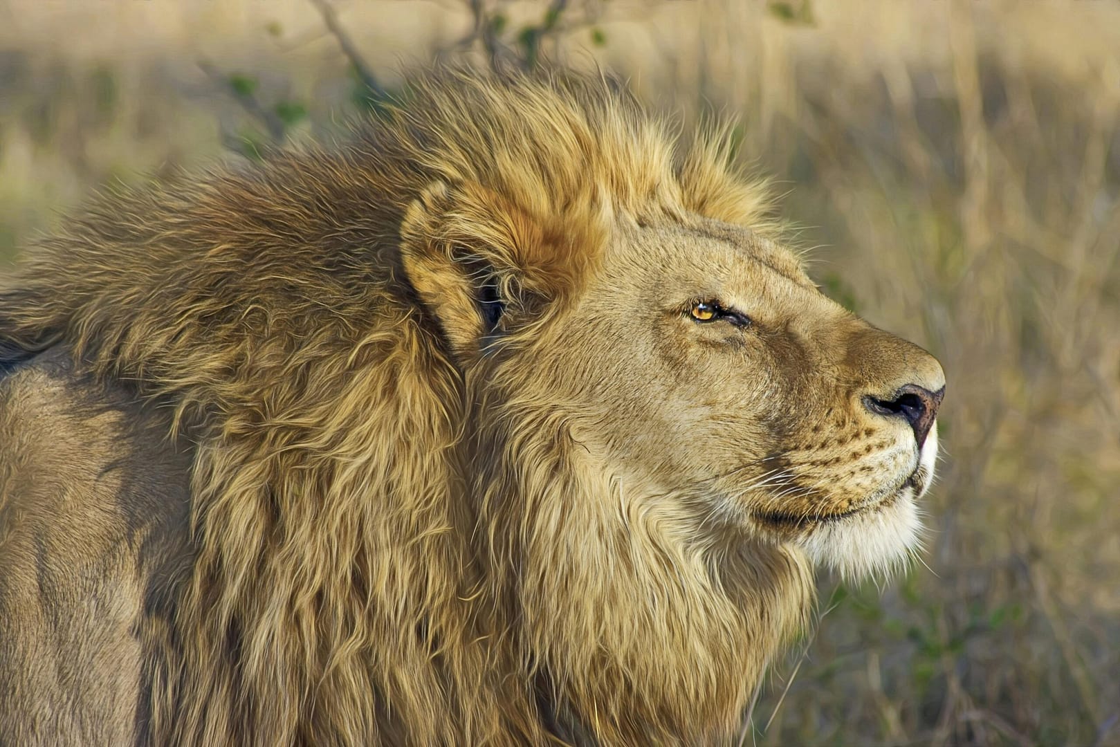 Ngorongoro conservation