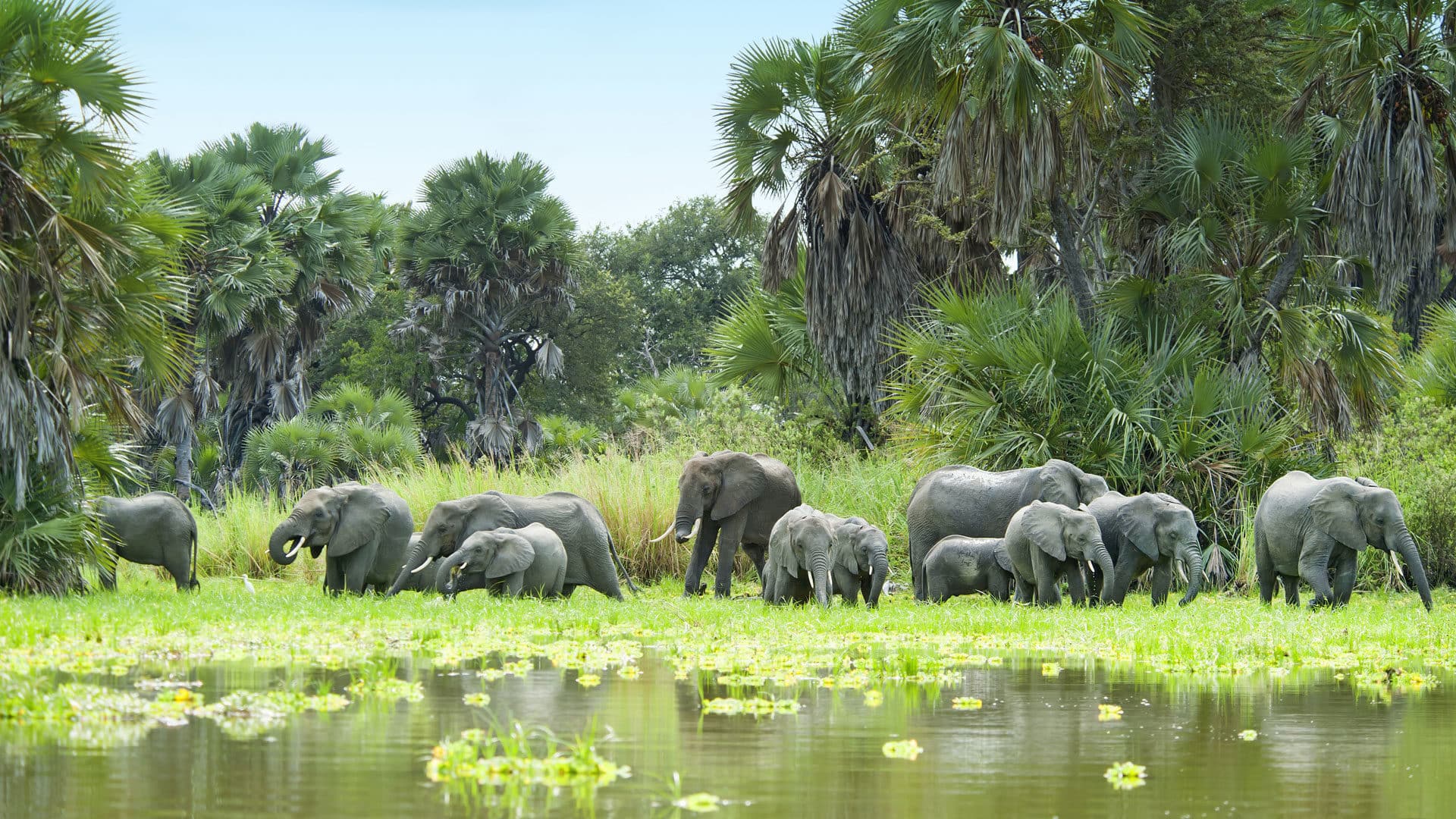 bets african safari