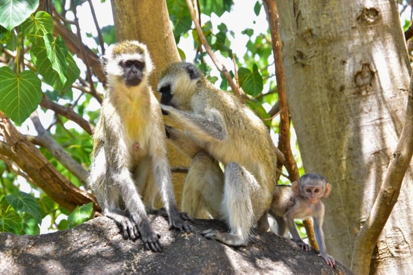 saanane national park
