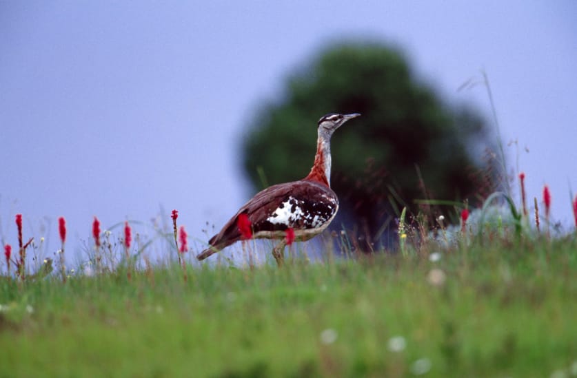 kitulo national park