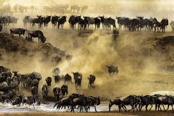 best african safaris at serengeti national park